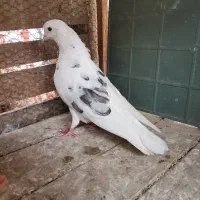 فروش کبوتر پرشی ساعت سنگین|پرنده|بهشهر, |دیوار