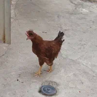 خروس خوشگل محلی