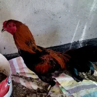 خروس‌لاری‌خوب