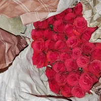 پخش عمده داوودی.رزایرانی وهلندی،قلم فوروگلایل|گل و گیاه طبیعی|شیراز, شیخ علی چوپان|دیوار