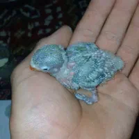 فروشی|پرنده|فولادشهر, B6|دیوار