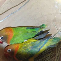 چها عدد کوتوله
