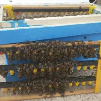 ملکه جفت رفته کارنیکا