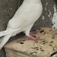 کفتر یا کبوتر