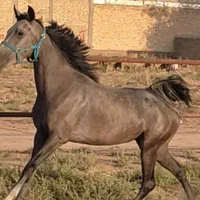 فروش مادیان 3ساله شجره دار