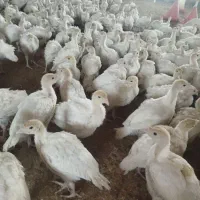 جوجه بوقلمون بیوتی 6 فول ارسال رایگان