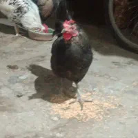 مرغ و خروس|حیوانات مزرعه|کهریزک, |دیوار