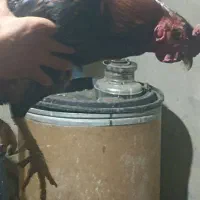 خروس. و جوجه