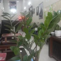 ۱۸۰مترزمین مسکونی سنددار خیابان همدانیان