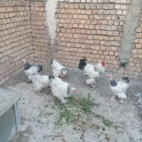 مرغ وخروس لایت وبلولایت