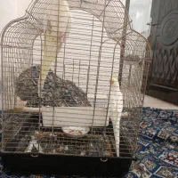 یک جفت عروس هلندی نروماده  با قفس