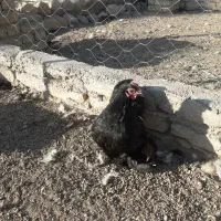 مرغ وخروس کوشین|حیوانات مزرعه|هشتگرد, شهرک گلخانه|دیوار