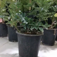 گل شفلرا|گل و گیاه طبیعی|شاهینشهر, شهرک گلدیس|دیوار