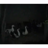 فروش اردک چاق کشتاری