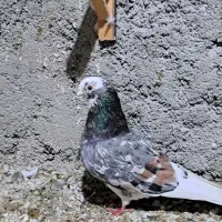 کبوتر تکپر مخصوص سخت پسندها