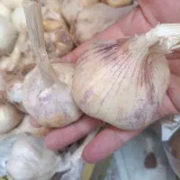 فروش سیر