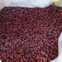 لوبیا قرمز عمده