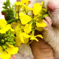 فروش همستر|موش و خرگوش|ساوه, |دیوار