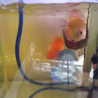 ماهی دیسکس مولد