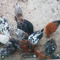 مرغ و خروس گلین لری