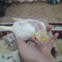 عروس هلندی سرلاکی نزدیک به نرم خوری