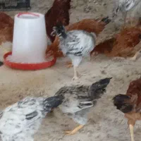 مرغ و خروس محلی|حیوانات مزرعه|الشتر, |دیوار