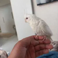 عروس البینو نر