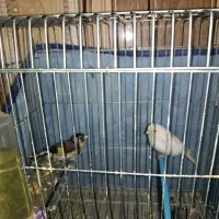 قناری و سهره