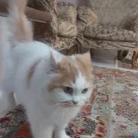 گربه پرشین|گربه|تبریز, |دیوار