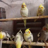 عروس هلندی|پرنده|تهران, وحیدیه|دیوار