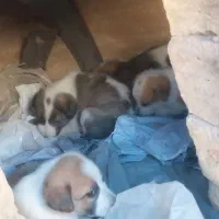 تواله سگ معمولی