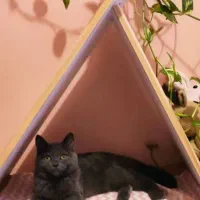 لانه مثلثی سگ و گربه