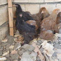 شش عدد مرغ برهما بلو پاتریچ و بلک