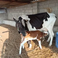 گاو با گوساله|حیوانات مزرعه|خرمشهر, |دیوار