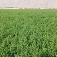 یونجه درجه یک پرس شده