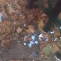 میز شیشه ای|بوفه، ویترین، کنسول|لواسان, |دیوار