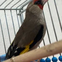 سهره کرمانی سهره گلبسر