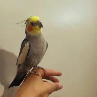 عروس هلندی نر سخنگو