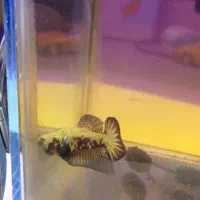 فایتر پلاکت بلک سامورایی گرید AA