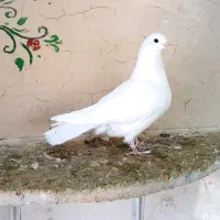 کبوتر|پرنده|گلپایگان, |دیوار