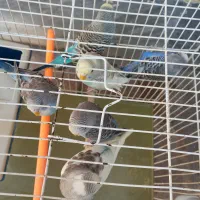 مرغ عشق|پرنده|گرمسار, |دیوار