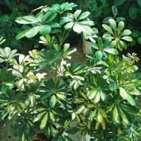 گل آپارتمانی شفلرا سبز و ابلق