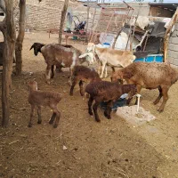 میش چینی زاییده