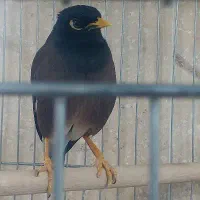 یک مرغ مینا زیبا دوقفس بالانه چوبی