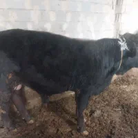 گوساله نر۳۵۰کیلو