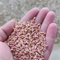 بذر گندم|گل و گیاه طبیعی|گنبد کاووس, |دیوار