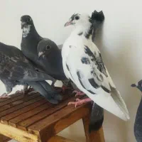 جوجه پلاکی|پرنده|چناران, |دیوار