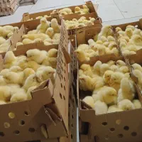 بلدرچین گوشتی سلطان