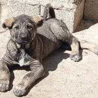 توله سراب 3 ماه درشت اصیل پدرش پژدر و مادرشم سراب