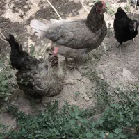 مرغ گلین تخم گزار